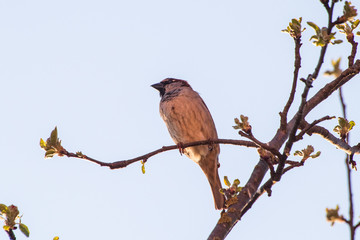 House sparrow bird or Passer domesticus on a branch of fruit tree with blossoms in spring