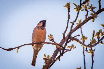 House sparrow bird or Passer domesticus on a branch of fruit tree with blossoms in spring