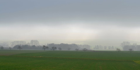Obraz premium Bäume im Nebel