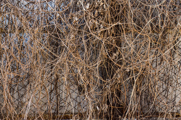 Metal wire grid fence with dry brown grass on background