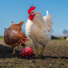 Freiland Huhn und Hahn wundern sich über ihr buntes Osterei im Nest