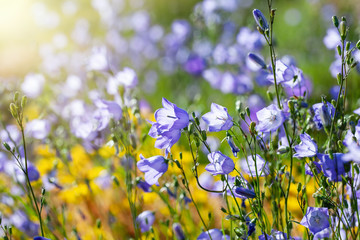 Blue campanula flowers on summer meadow or flowerbed.