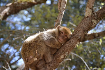 Barbary Ape from Azrou, Morocco