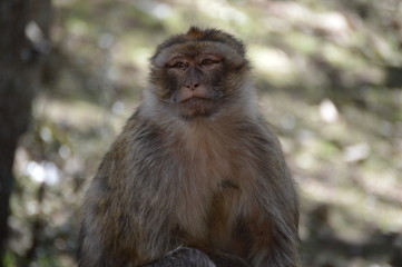 Barbary Ape from Azrou, Morocco