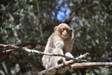 Barbary Ape from Azrou, Morocco