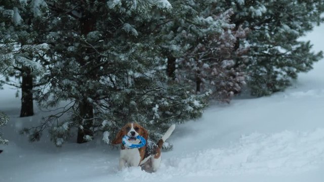 Playful beagle jump up to catch toy hanging on tree branch, winter time outdoors. Nice snowstorm time. Dog try once and miss, then catch target and grab it down