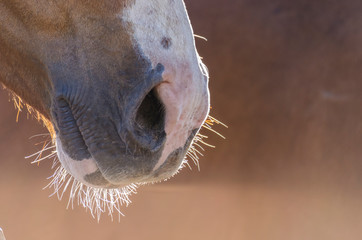hocico de caballo