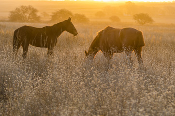 caballos en la pradera al atardecer