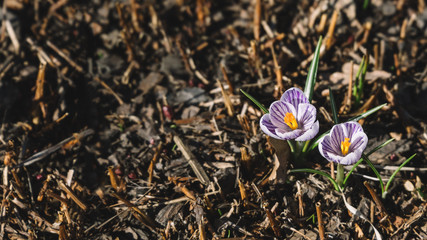 Close up photo of fresh blooming purple spring crocus with orange pistils. Saffron flowers of the iris family. Awakening of plants in the spring. Copy space and soft focus. Bloored brown background.