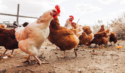 Chickens on a farm