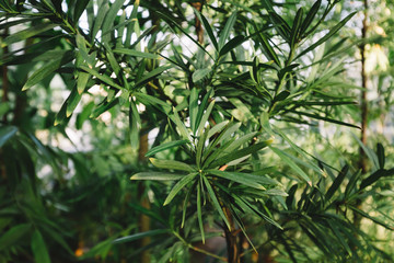 Obraz premium Tree branch and bush of green leaves in botanical garden. Greenhouse with various exotic tropical evergreen plants. Selective focus and blurred background. Concept of the nature and ecology. 