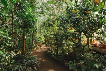 Alley in the greenhouse, where citrus fruits and various evergreen exotic tropical plants grow all year round. Flowering in the hothouse. Footpath. Concept of the nature and ecology.