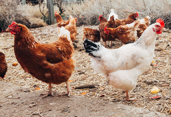 Chickens on a farm