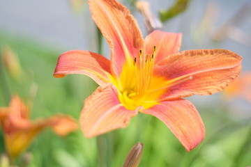 Naklejka premium street flowers