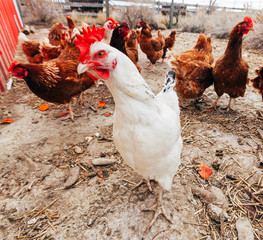 Chickens on a farm