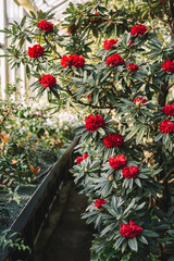 Vertical close up photo of the blooming colorful red rhododendron flowers in hothouse, selective focus. Evergreen heather plants in greenhouse, red Azalea. Green blurred background. Beauty sunlight.