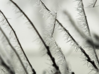 Broken twig covered in ice in front of other branches in winter