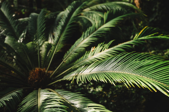 Close up photo of palm tree leaf in Botanical garden, selective focus/ attalea speciosa green leaves in greenhouse, babassu oil, south america subtropical plants/ nature and ecology concept.