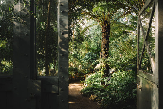 Different exotic palms in tropical hothouse, copy space. Various evergreen plants in the old botanical garden. Footpath. Summer mood. Beautiful natural light and sun rays. Vintage steel and glass door