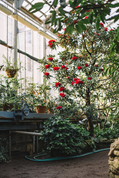 Vertical photo of the blooming colorful red rhododendron flowers in hothouse. Evergreen heather plants in greenhouse, red Azalea. Green blurred background. Beauty sunlight. Flowering Rhododendrons.