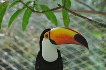 Amazon Rainforest Wildlife Animal
