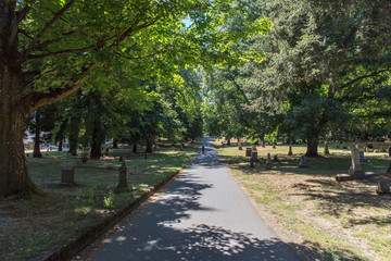 Fototapeta na wymiar Lone Fir Cemetery
