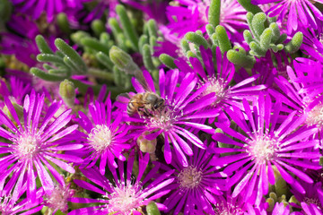 Obraz premium bee pollinating bright violet wild flowers super bloom