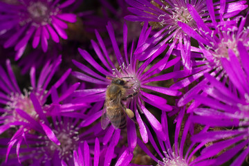 bee pollinating bright violet wild flowers super bloom isolated