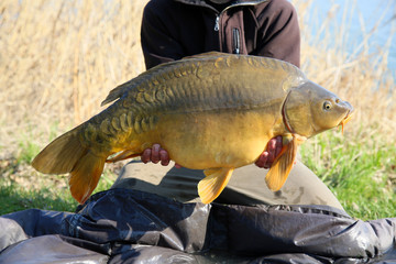 A very large carp caught on carp competitions