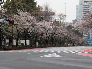 靖国通り 桜