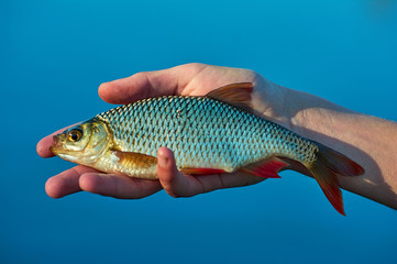 rudd fish (Scardinius erythrophthalmus)  in the hand of angler.  Float fishing early spring. Blue background lake.