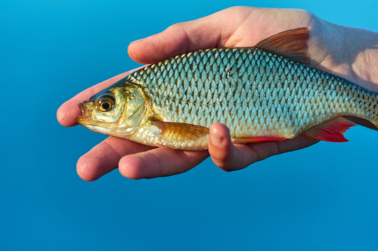 rudd fish (Scardinius erythrophthalmus)  in the hand of angler.  Float fishing early spring. Blue background lake.