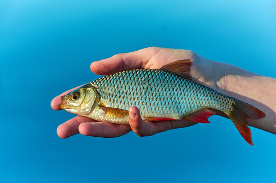 rudd fish (Scardinius erythrophthalmus)  in the hand of angler.  Float fishing early spring. Blue background lake.