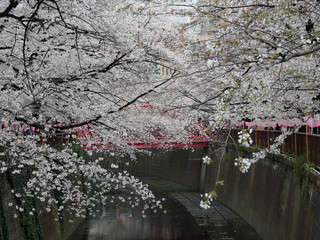 目黒川 桜