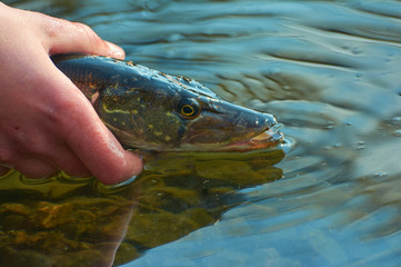 Angler releases caught pike back into the lake. Fishing on spinning in early spring. Respect for...