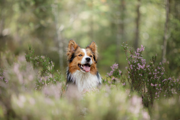 Dog in the woods in the heather. red border collie on nature. Walk with your pet - obrazy, fototapety, plakaty