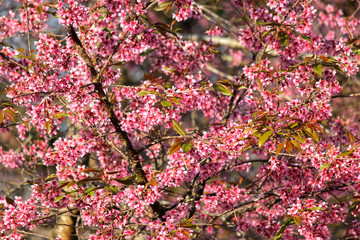closeup of  Thai sakura flower