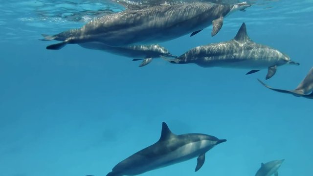 Close-up, small group of pregnant females dolphins swim under surface of blue water. Spinner dolphins (Stenella longirostris), Underwater shot, follow shot, escort. Red Sea