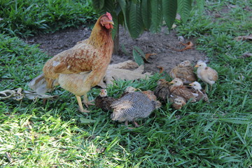 carijo