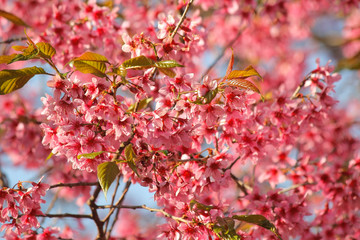Fototapeta premium closeup of Thai sakura flower
