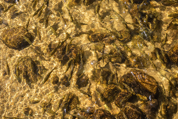 fish in the water