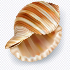 Exotic shell on a transparent background