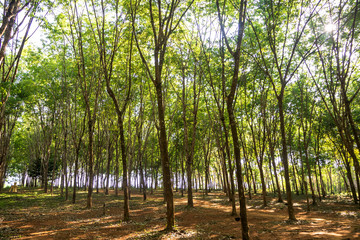 rubber tree , rubber plantation . Beautiful trees line by rubber tree