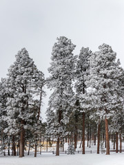 Frosty Pine Forest