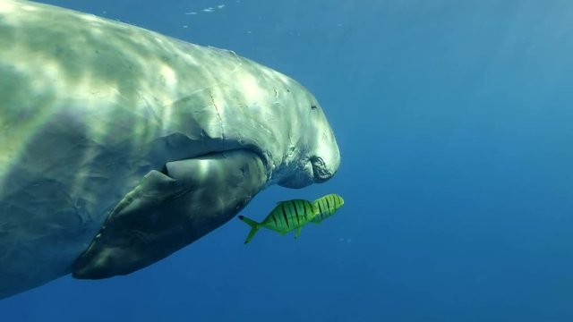Sea Cow (Dugong dugon) accompanied by two fish Golden Trevally (Gnathanodon speciosus) sleeps and slowly swim under surface in the blue water. Underwater shot, Closeup. Red Sea