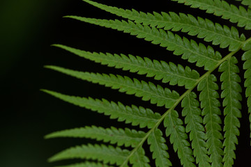 isolated green fern frond leaf on black background