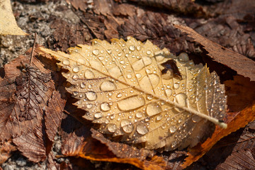 Fallen leaf with raindrops