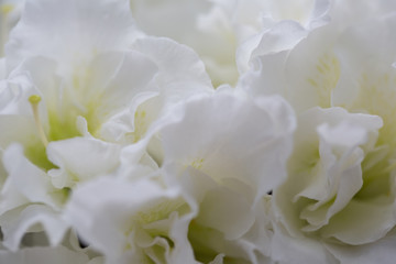 elegant white soft fluffy flower background
