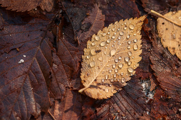 Fallen leaves in the rain