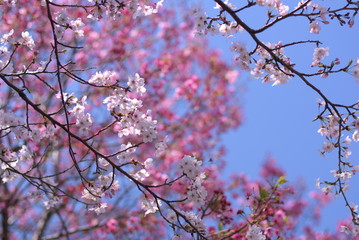 桜（Cherry Blossoms）